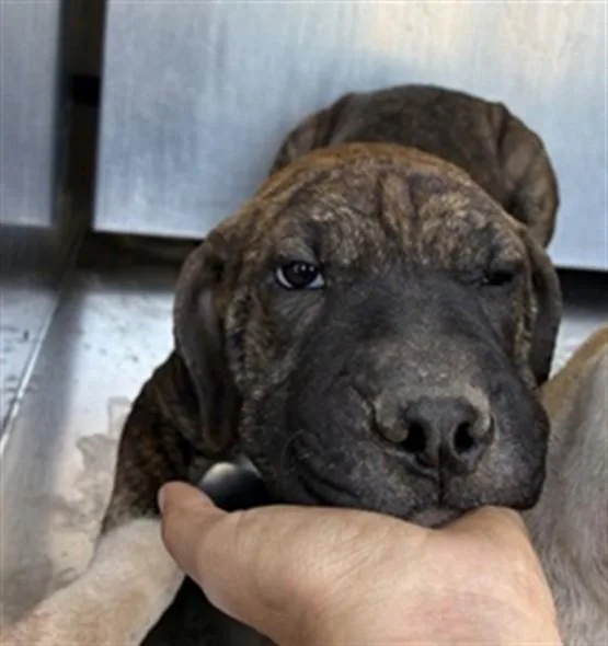 A baby large-sized female Pit Bull Terrier dog named Moola for adoption in Mesa, AZ