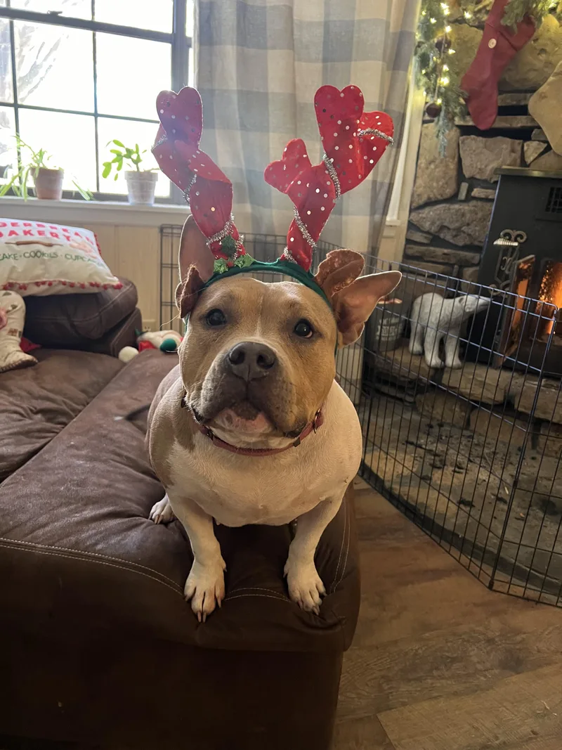 An adult large-sized female American Bulldog dog named Pig for adoption in Kansas City, MO
