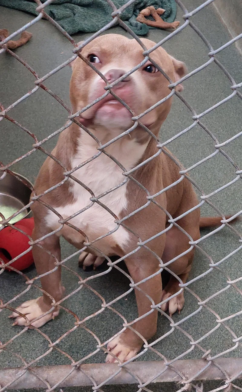 A young medium-sized male Brown / Chocolate American Bully dog named Riley for adoption in Rehoboth, MA