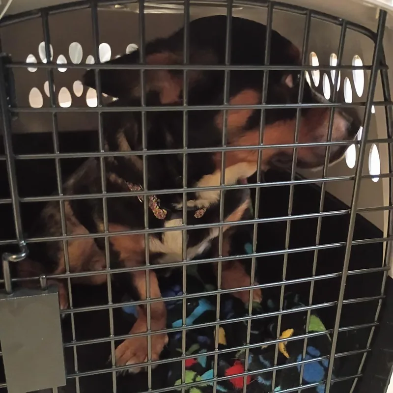 An adult medium-sized female Black Mixed Breed dog named Straythavenue for adoption in Columbus, GA