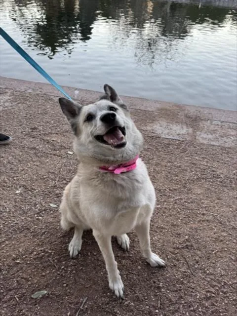 An adult large-sized female Anatolian Shepherd dog named Farrah for adoption in Las Vegas, NV