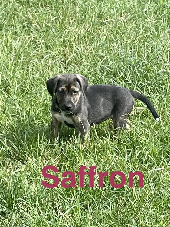 A baby medium-sized female Mixed Breed dog named Saffron for adoption in Topeka, KS