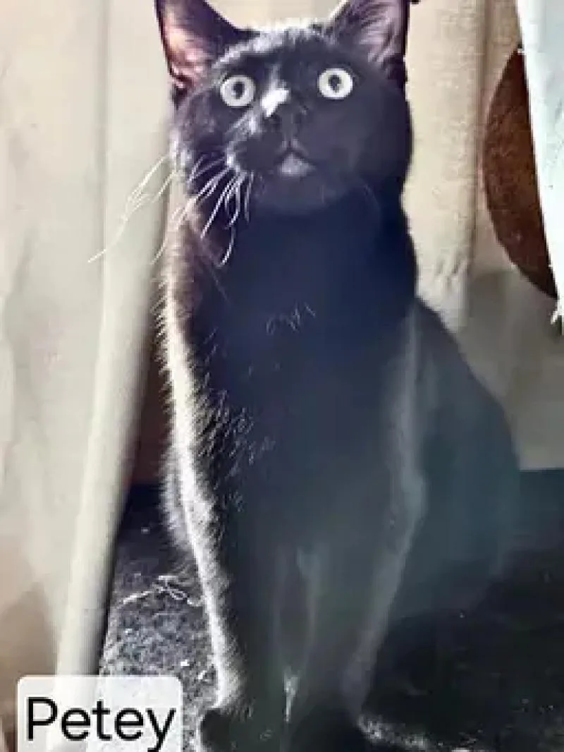 An adult medium-sized male Black Domestic Short Hair cat named Petey for adoption in North Babylon, NY