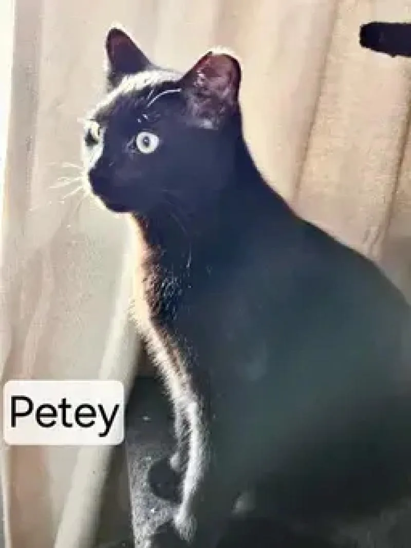 Petey thumbnail 2