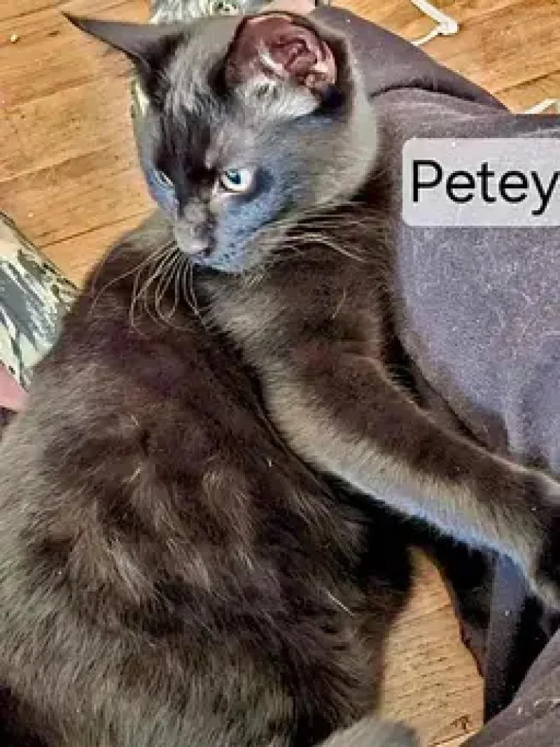 Petey thumbnail 4