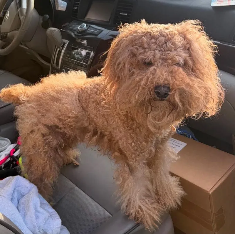 An adult medium-sized female Cockapoo dog named Gabby for adoption in Panama City, FL