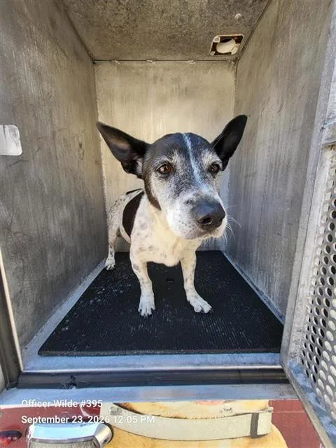 An adult small-sized male Terrier dog named Ghost for adoption in San Antonio, TX