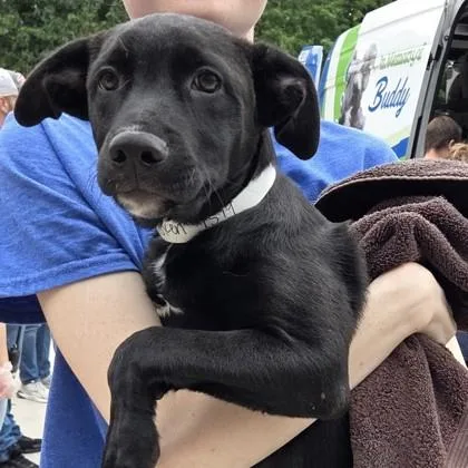 A baby small-sized male Mixed Breed dog named Sleep Token for adoption in Voorhees, NJ