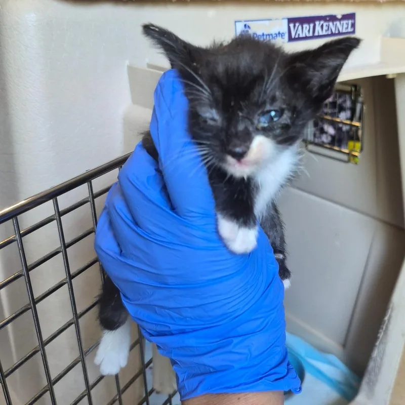 A baby small-sized male Black Domestic Short Hair cat named Toast for adoption in Columbus, GA