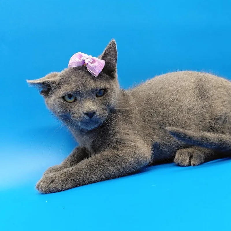 A baby medium-sized female Domestic Short Hair cat named Granny Smith for adoption in Springfield, MO