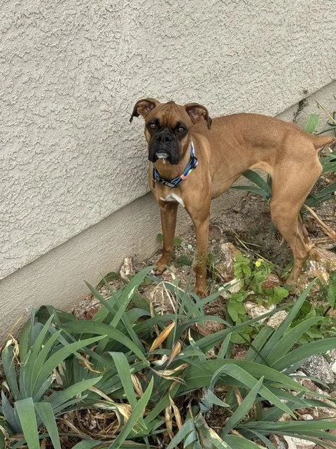 Bella