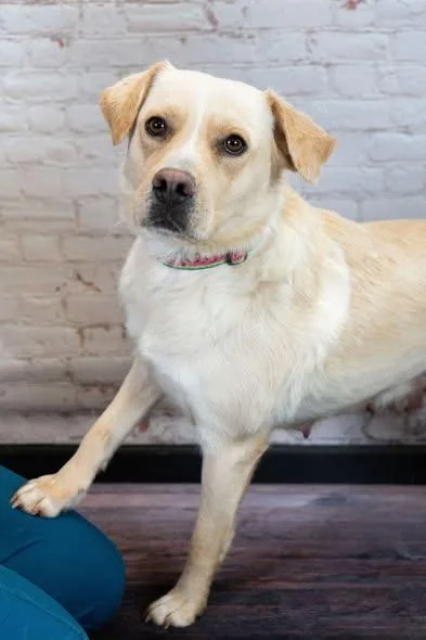 An adult medium-sized female Yellow Labrador Retriever dog named Phooey for adoption in Little Falls, MN