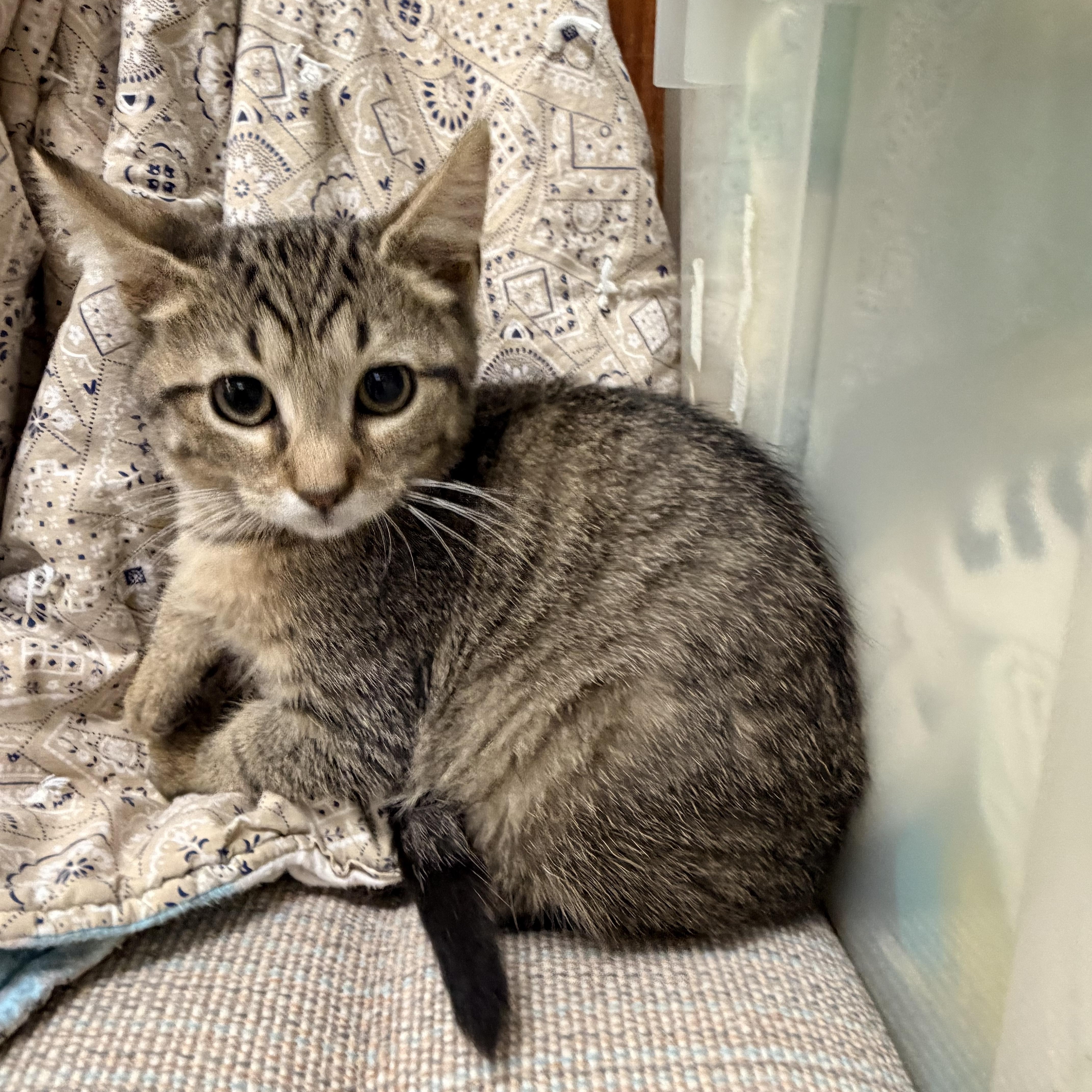 A baby medium-sized male Tabby (Tiger Striped) Domestic Short Hair cat named Oak for adoption in Logan, OH