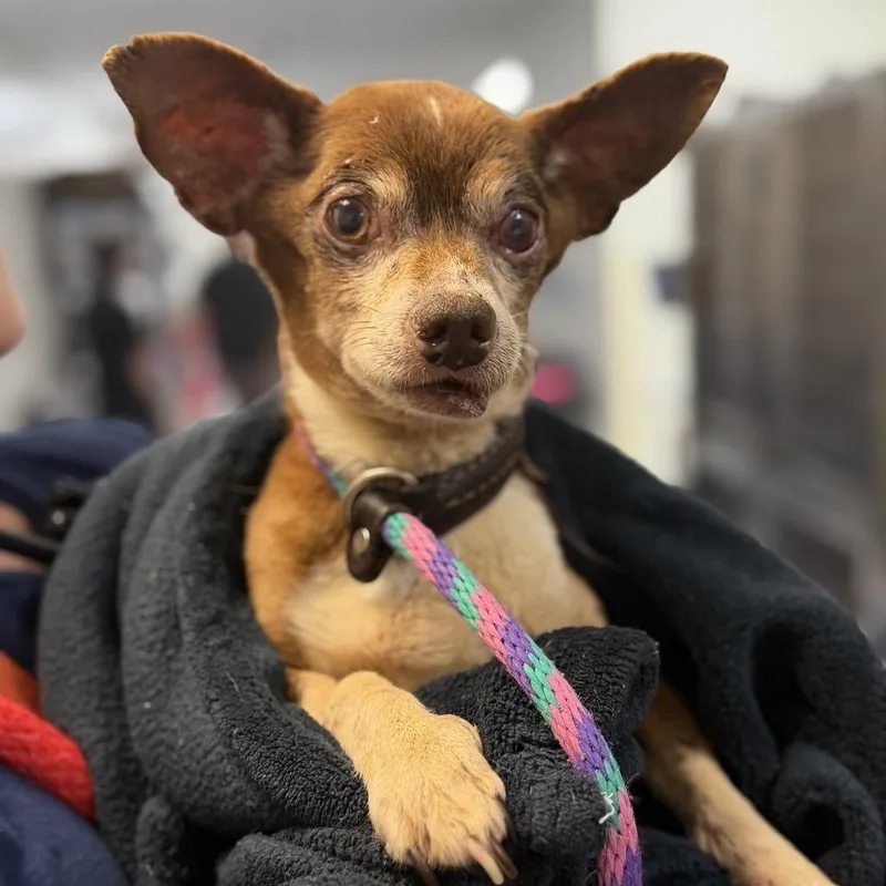 A senior small-sized male Brown / Chocolate Chihuahua dog named Brutus for adoption in West Chester, PA