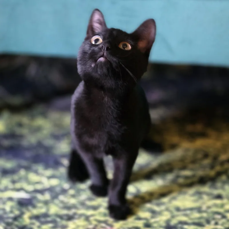 A baby medium-sized male Black Domestic Short Hair cat named Hook for adoption in Beaverton, OR