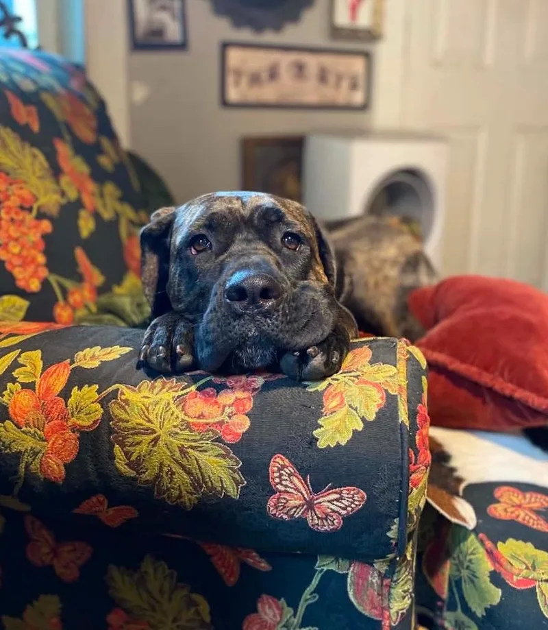 An adult large-sized female Mastiff dog named Freya Njördsdottir for adoption in Salt Lake City, UT