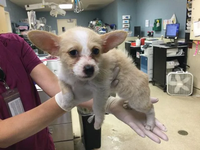 A baby small-sized female Cardigan Welsh Corgi dog named A for adoption in Riverside, CA