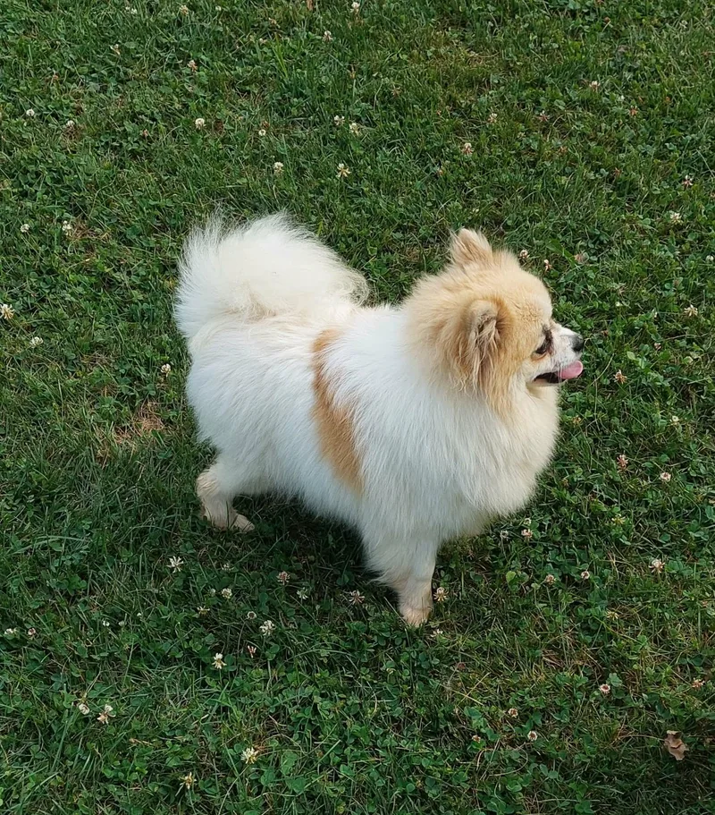 An adult small-sized female Pomeranian dog named Dior for adoption in Conesus, NY