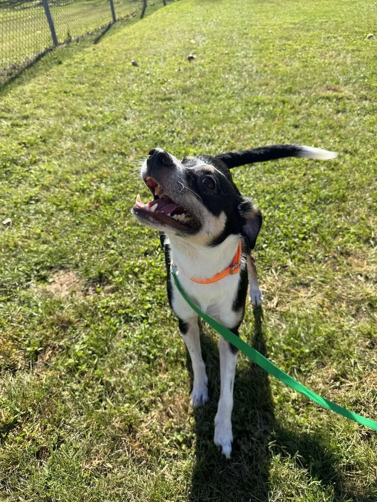 An adult medium-sized male Tricolor (Brown, Black, & White) Mixed Breed dog named Finn for adoption in Jackson, MI