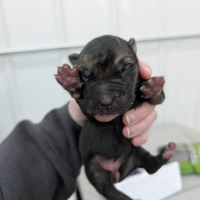 A baby large-sized female Black Mixed Breed dog named Ferret for adoption in DeKalb, IL