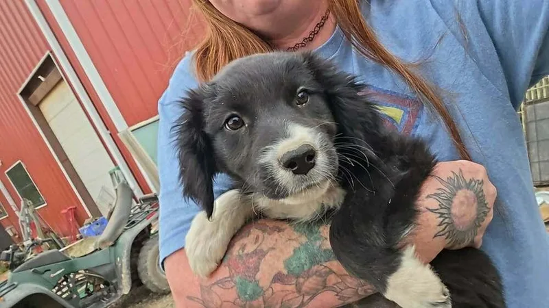 A baby large-sized male Tricolor (Brown, Black, & White) Border Collie dog named Jelly Beans for adoption in Waunakee, WI