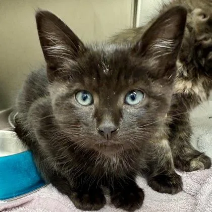 A baby medium-sized male Domestic Short Hair cat named King for adoption in Sacramento, CA