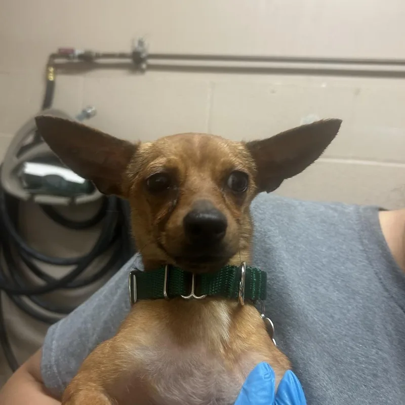 An adult small-sized male Black Chihuahua dog named Eisen for adoption in Tacoma, WA