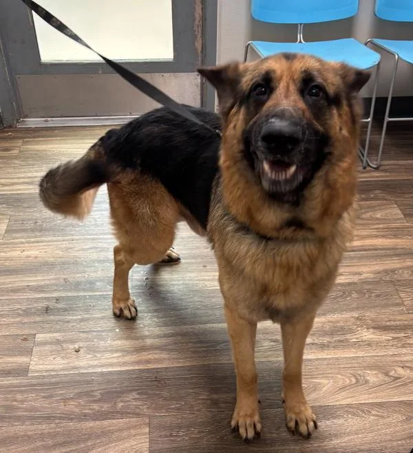 An adult large-sized male German Shepherd Dog dog named Odin for adoption in San Diego, CA
