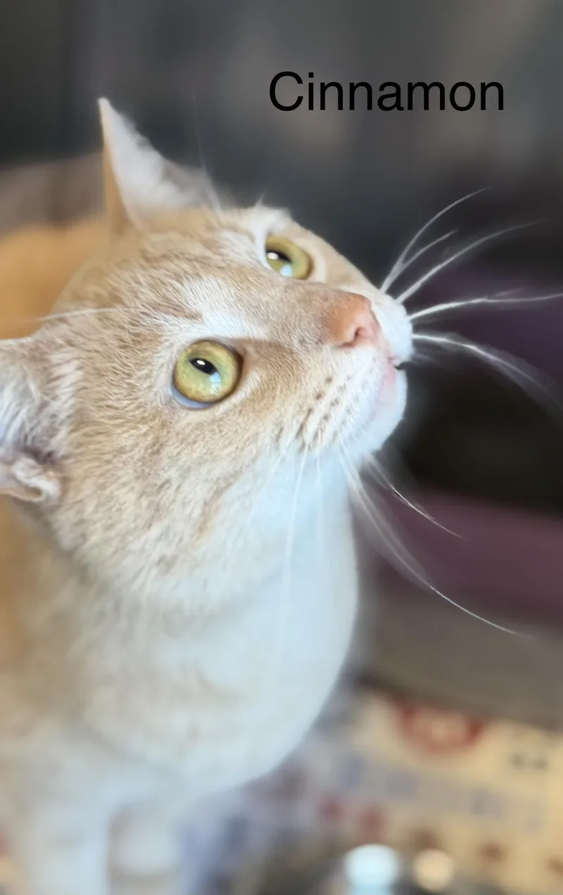 Cinnamon thumbnail 2