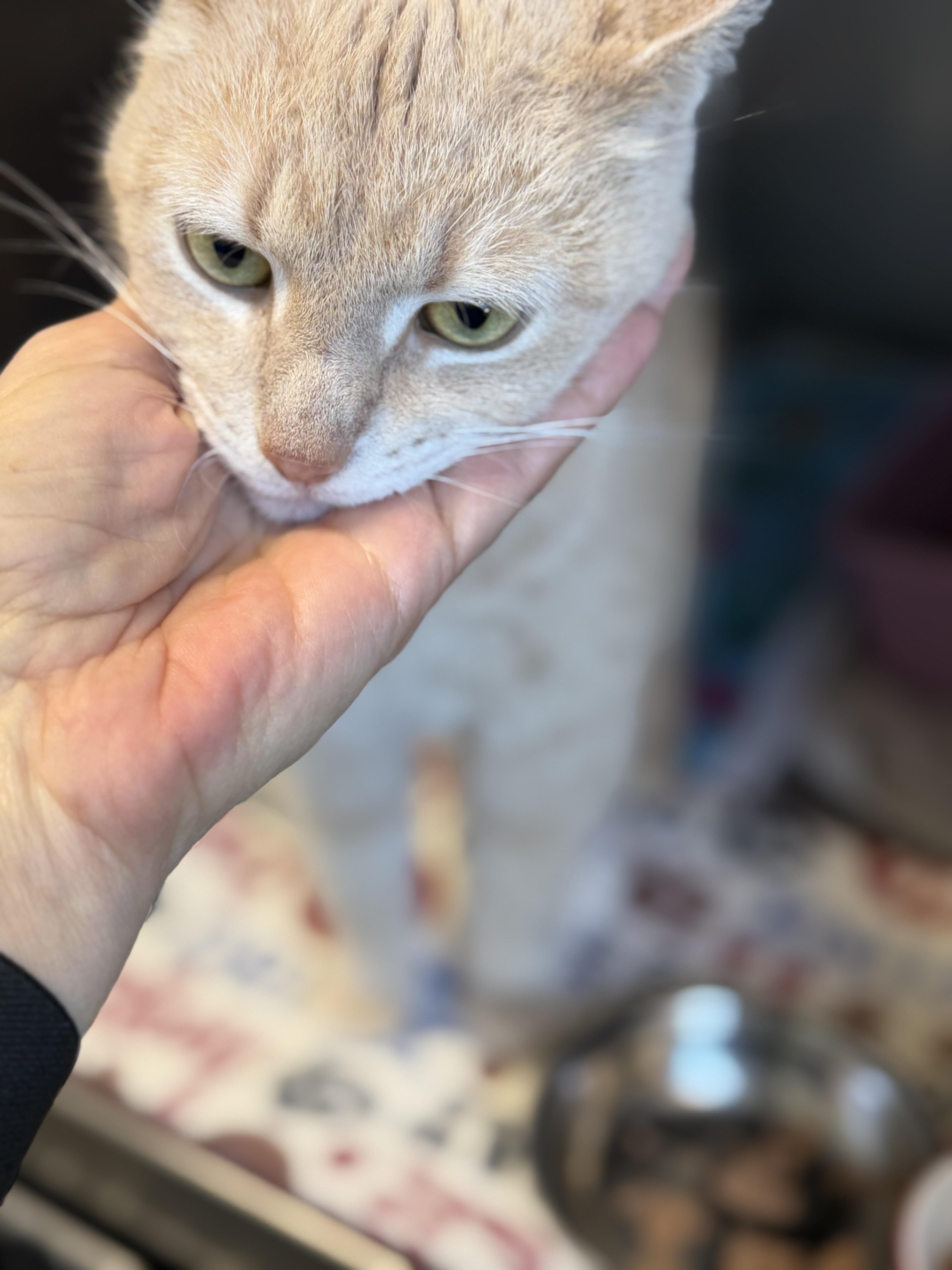 Cinnamon thumbnail 3