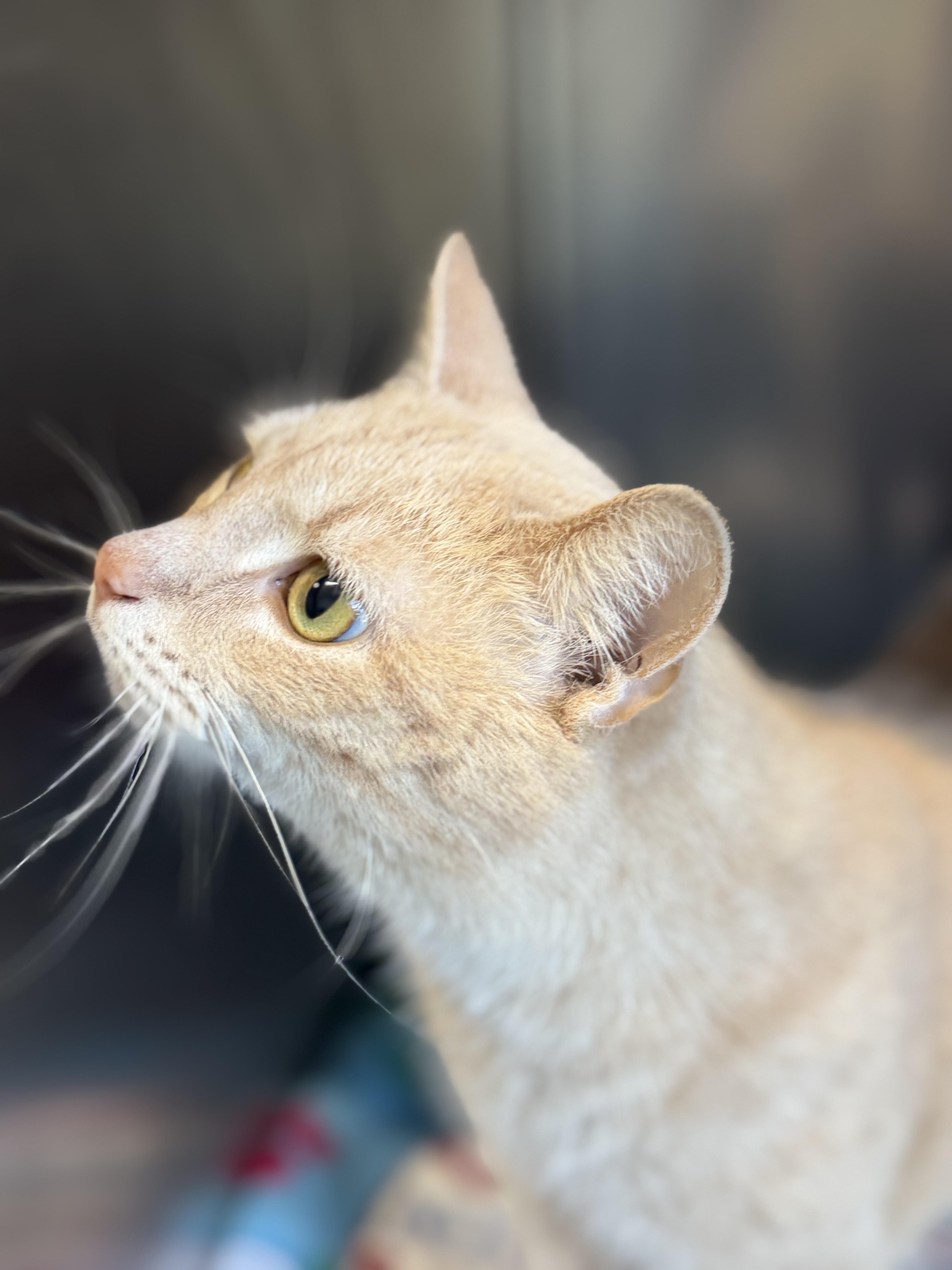 A young medium-sized female Domestic Short Hair cat named Cinnamon for adoption in Warren, OH