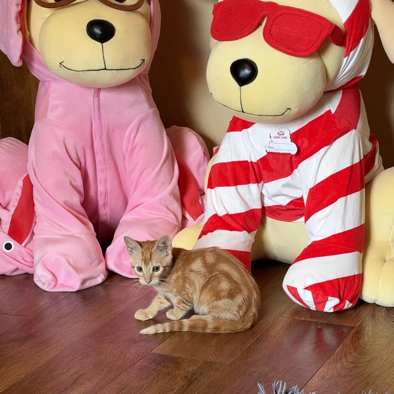A baby medium-sized female Tabby (Orange / Red) Domestic Short Hair cat named Rio for adoption in Alexandria, LA