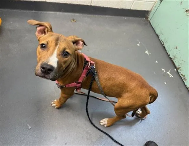 A young small-sized female Pit Bull Terrier dog named Ellis for adoption in Antioch, CA