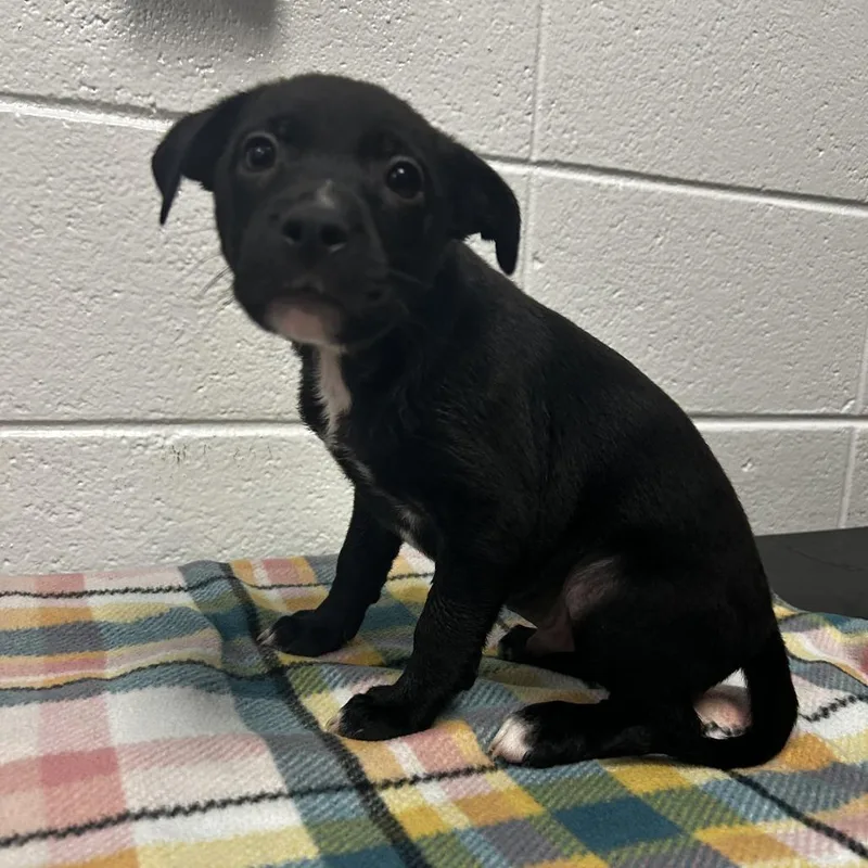 A baby small-sized male Black Mixed Breed dog named Granex for adoption in Spruce Pine, NC