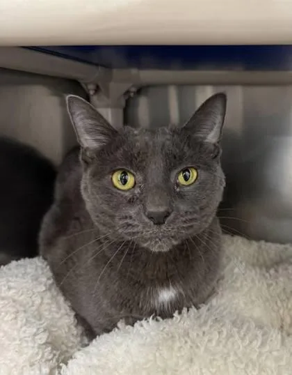 An adult small-sized male Gray / Blue / Silver Domestic Short Hair cat named Luna Drizzle for adoption in Annapolis, MD