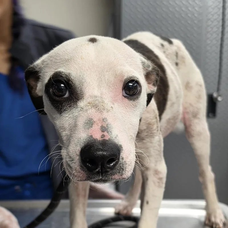 A young small-sized female White / Cream Pit Bull Terrier dog named Tala for adoption in Philadelphia, PA