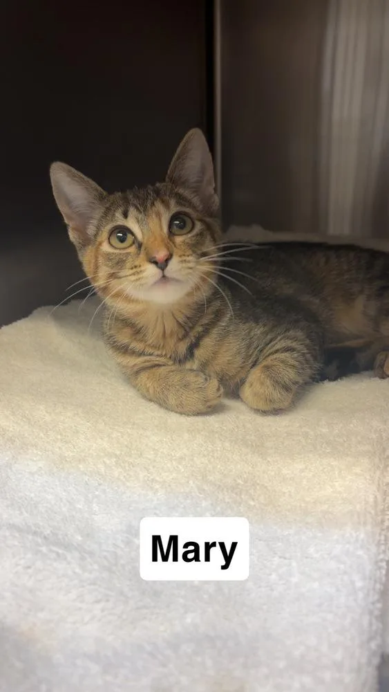A baby medium-sized female Brown / Chocolate Domestic Short Hair cat named Mary for adoption in North Brunswick, NJ