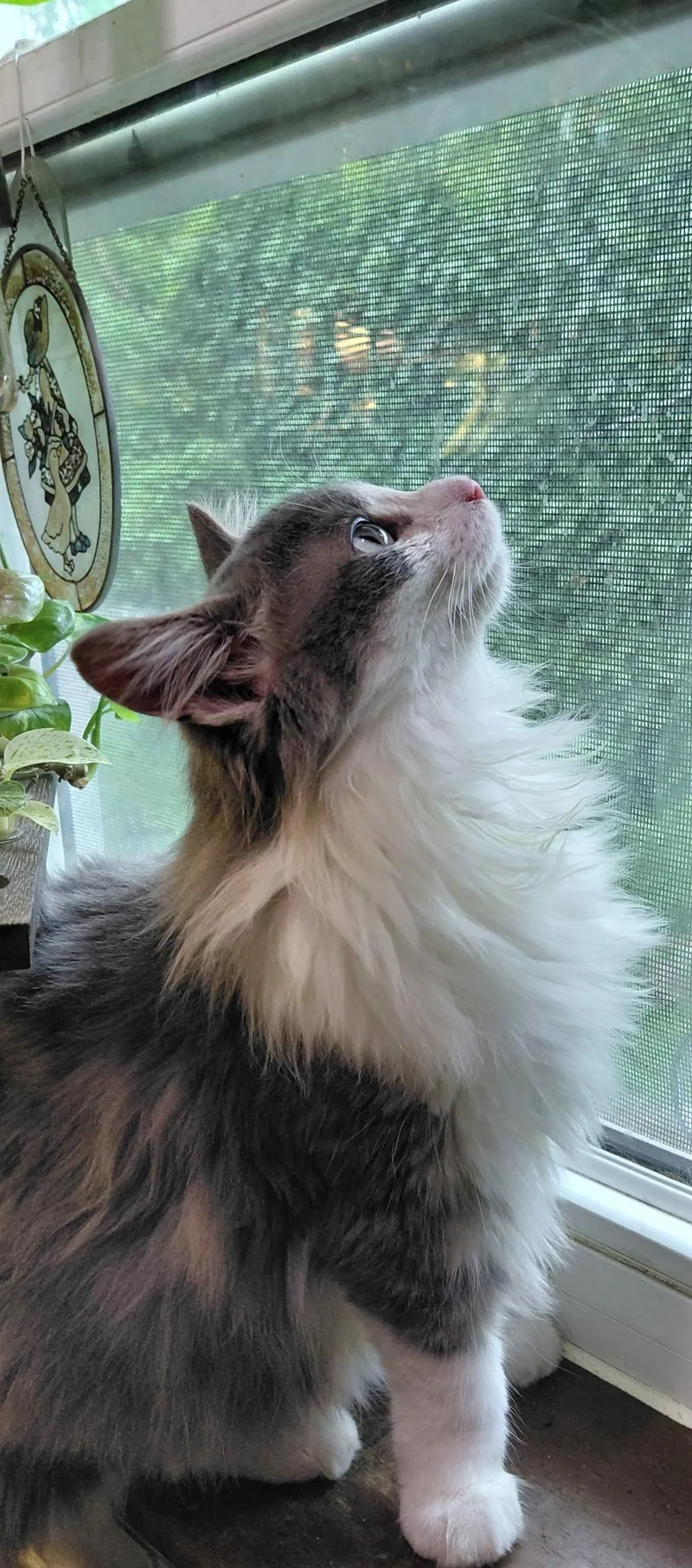 A baby medium-sized male Gray & White Domestic Long Hair cat named Mr. Arti for adoption in Mokena, IL