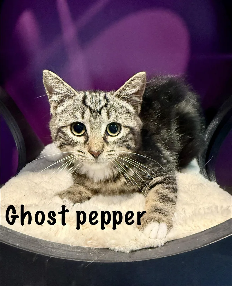 A baby medium-sized female Tabby (Brown / Chocolate) Domestic Short Hair cat named Ghost Pepper for adoption in Frewsburg, NY
