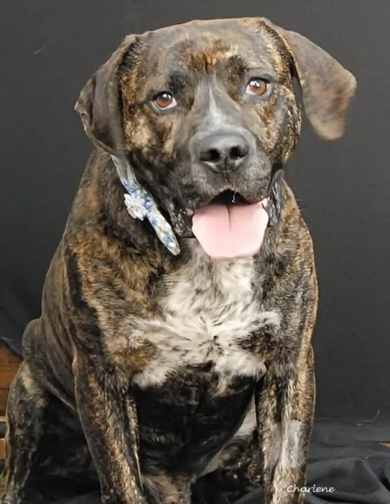 An adult large-sized male White / Cream Pit Bull Terrier dog named Meatball for adoption in Newland, NC