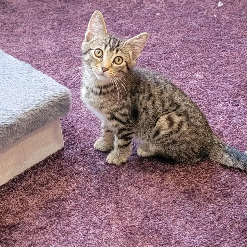 A baby medium-sized male Tabby cat named Zane for adoption in Wyandotte, MI