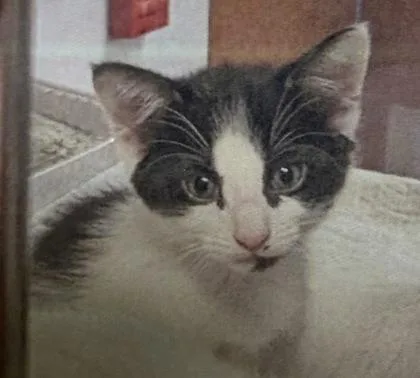 A baby medium-sized female Domestic Short Hair cat named Crosby for adoption in West Chester, PA
