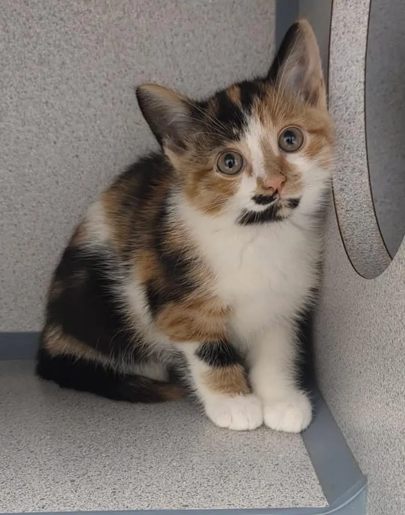 A baby small-sized female Calico cat named Blossom for adoption in Liverpool, NY