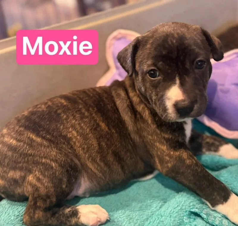 Moxie thumbnail 2