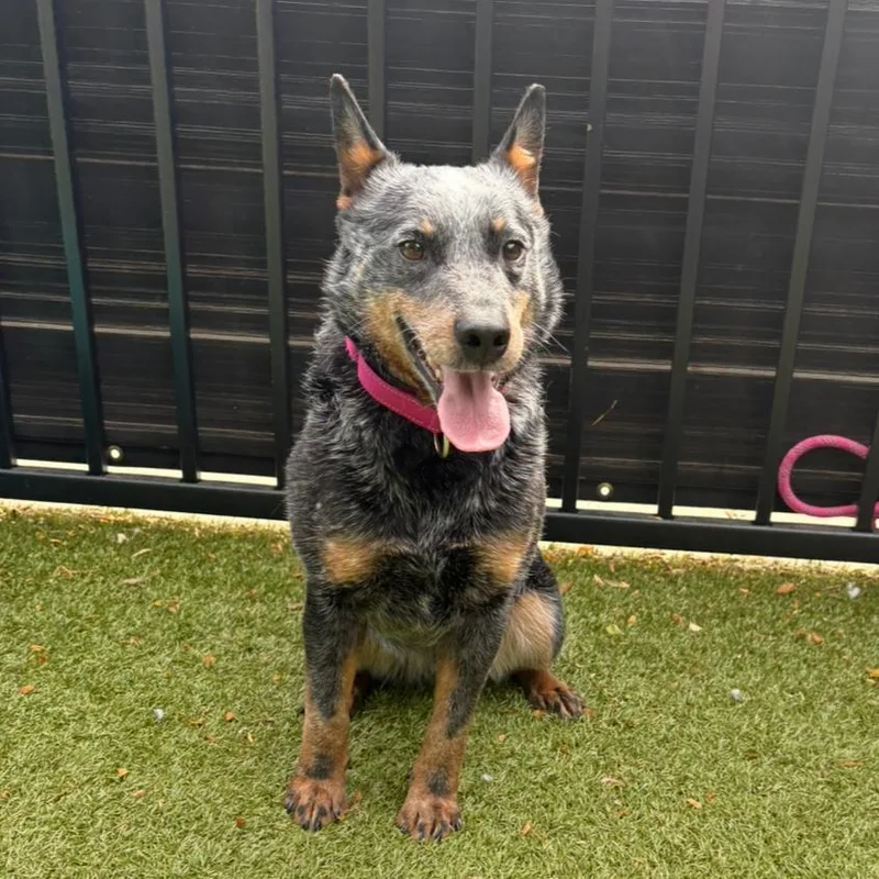 Vegemite thumbnail 2