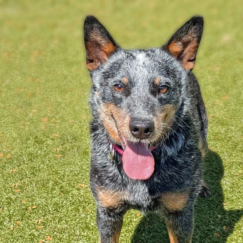 Vegemite thumbnail 4