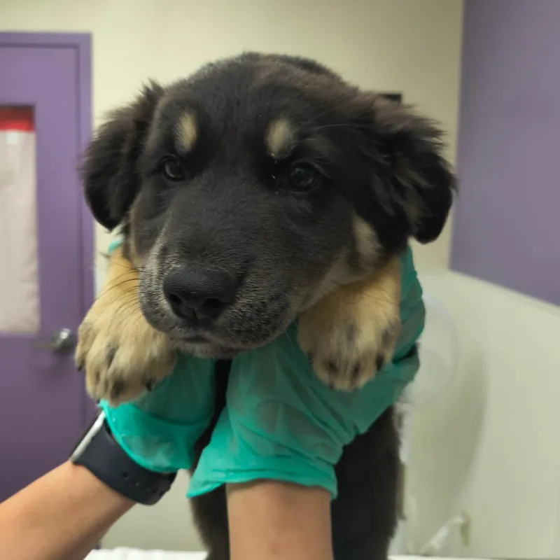 A baby small-sized female Black Shepherd dog named Carrie for adoption in Albuquerque, NM