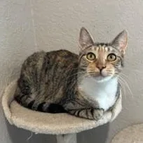 An adult medium-sized female Tortoiseshell Domestic Short Hair cat named Spotty Dottie for adoption in Brazoria, TX