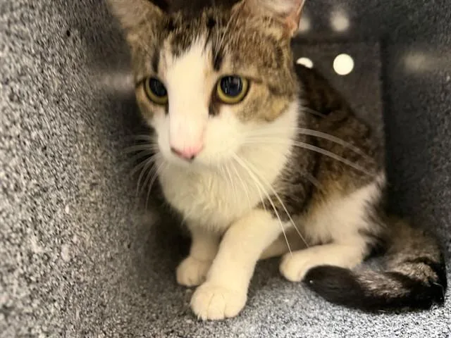 A young medium-sized female Domestic Short Hair cat named Buttercup for adoption in Naples, FL