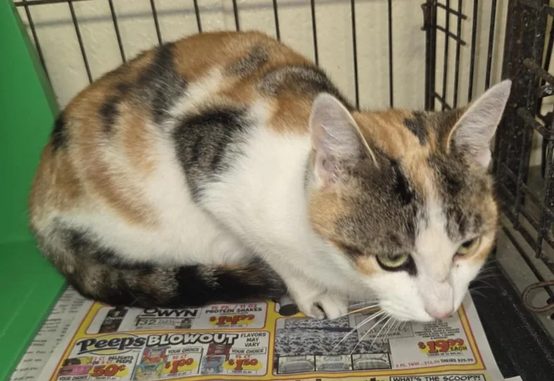 Merryweather thumbnail 2